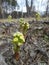 Unusual spring flowers in a forest clearing