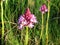 Unusual spring purple pink flower Anacamptis pyramidalis close up. Plants Spain mountains.