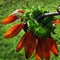 Unusual sunflower or Helianthus, drooping red sunflower