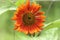 Unusual sunflower or Helianthus, red or orange