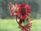 Unusual sunflower or Helianthus, red or orange, in the rain