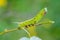 The unusual thick caterpillar of the sphingidae beautifully