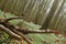 Unusual tilt shot of protected area Grosses Holz near Loissin, Mecklenburg-Vorpommern, Germany