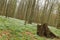 Unusual tilt shot of protected area Grosses Holz near Loissin, Mecklenburg-Vorpommern, Germany