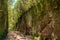 Unusual  tree branches form arche over narrow passage between rocks in the Anaga Rural Park. Camino viejo al Pico del InglÃ©s.