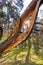 Unusual tree in the campsite in which the lightning hit