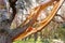 Unusual tree in the campsite in which the lightning hit