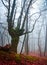 Unusual tree in the misty autumn forest