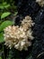 Unusual tree mushroom with the Latin name Hericium coralloides, resembles coral, a rare species