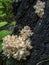 Unusual tree mushroom with the Latin name Hericium coralloides, resembles coral, a rare species