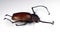 Unusual tropical beetle boxer with long legs. Euchirus longimanus.