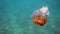 Unusual underwater friendship - a wounded tropical fish without a tail hides behind a beautiful jellyfish. A way to