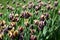 Unusual unimaginable purple tulips with yellow edging on the petals growing on the avenue of the city of Dnipro, Ukraine.