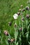 Unusual unimaginable purple tulips with yellow edging on the petals with one white tulip growing on the avenue of the city of Dnip