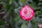 Unusual variety of variegated red and white rose flower with closely packed petals.A rare variety of pink white striped