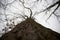 An unusual view of an impressive tree trunk and branches