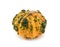 Unusual warted ornamental gourd with orange and green skin