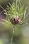 Unusual Weird Crow Garlic Allium Wildflowers