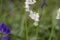 Unusual white bluebells close up