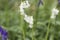 Unusual white bluebells or hyachinthoides non-scripta
