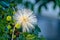 Unusual White Flower looks like fireworks found in Sanibel, Florida