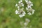 Unusual white flowers. Macro. Russia.