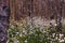 Unusual white fluffy Fluffy flowers grow in the forest in the swamp. Summer.