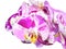 Unusual white with purple flowers of orchid, phalaenopsis