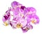 Unusual white with purple flowers of orchid, phalaenopsis