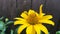 Unusual yellow flower grows near wooden fence