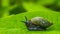 Unusual young black snail with his house