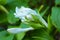 Unusually beautiful growing white flowers, perennial hosts against a background of large green leaves.