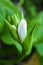 Unusually beautiful growing white flowers, perennial hosts against a background of large green leaves.