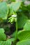 Unusually beautiful growing white flowers, perennial hosts against a background of large green leaves.