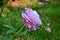 Unusually beautiful purple rose  in garden