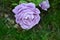 Unusually beautiful purple rose  in  summer garden