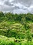 Unusually beautiful rice terraces photo