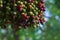 Unusually beautiful scene of a hanging group of purple and green palm fruits, with a focal bokeh background, in a lush Thai garden