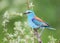 Unusually bright and close-up photo of a European roller Coracias garrulus