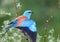 Unusually bright and close-up photo of a European roller Coracias garrulus