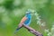 Unusually bright and close-up photo of a European roller Coracias garrulus