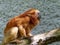 Unusually colored Golden Lion Tamarin, Leontopithecus rosalia