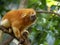 Unusually colored Golden Lion Tamarin, Leontopithecus rosalia