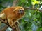 Unusually colored Golden Lion Tamarin, Leontopithecus rosalia