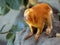 Unusually colored Golden Lion Tamarin, Leontopithecus rosalia