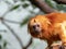 Unusually colored Golden Lion Tamarin, Leontopithecus rosalia