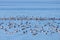 An unusually large flock of The common pochard Aythya ferina