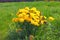 Unusually large shrub with yellow sunny dandelions on a background of green grass