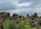 Unusually shaped black lava fields and rock formations and green Icelandic forest, Myvatn area, Northern Iceland, Europe.