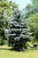 Unusually shaped silver green pine tree with dense branches growing in local public park surrounded with other trees and grass